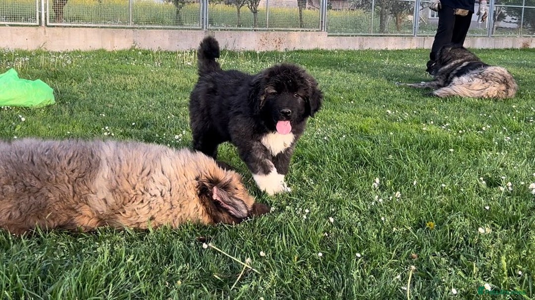 Caucasian Shepherd Dog dogs for sale: 🧸Caucasian Shepherd Puppies Ready Now! 🧸 - Image 3