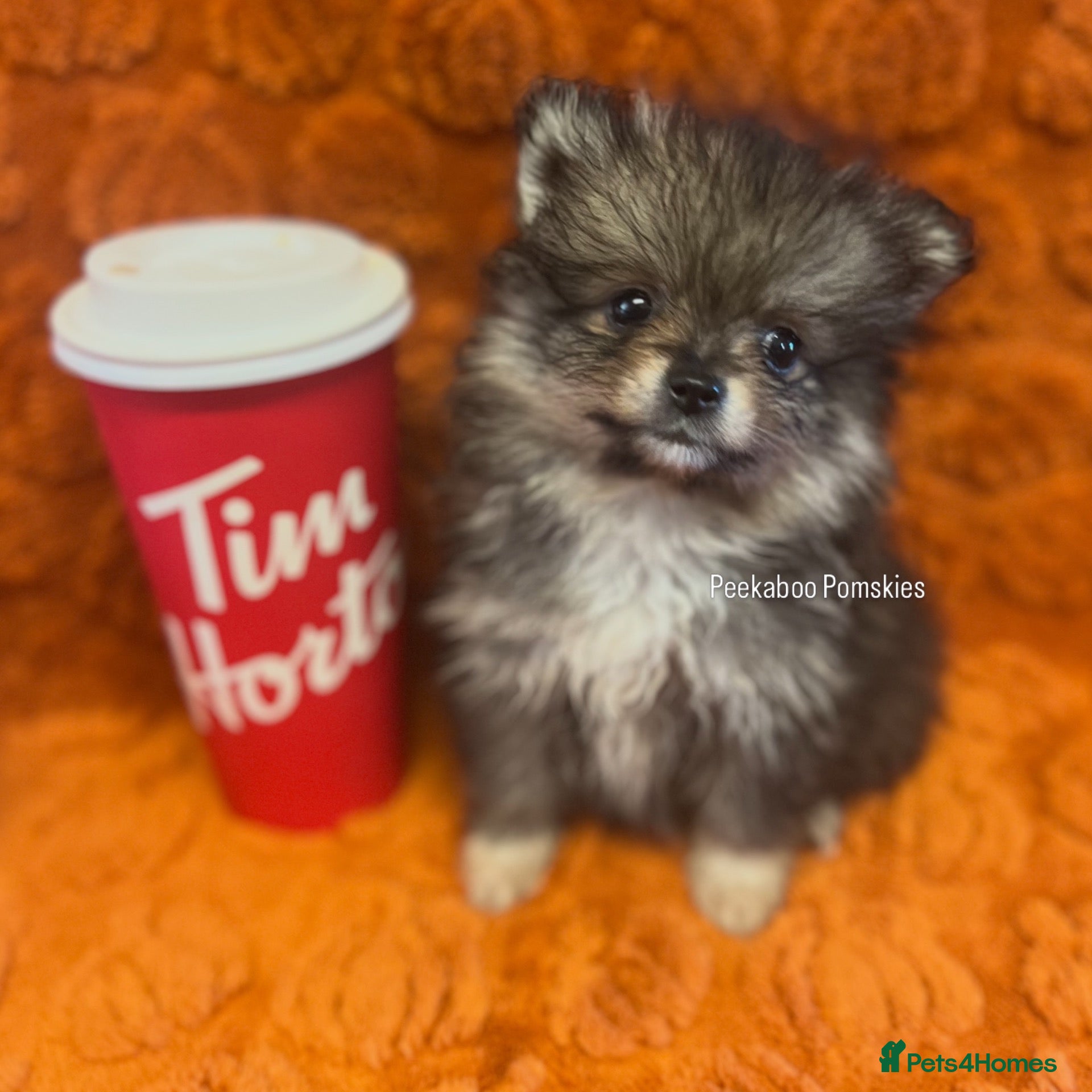 Pomsky dogs Pomsky Puppies - Advert 9