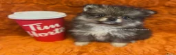 Pomsky dogs for sale: Pomsky Puppies (3) - Advert 13