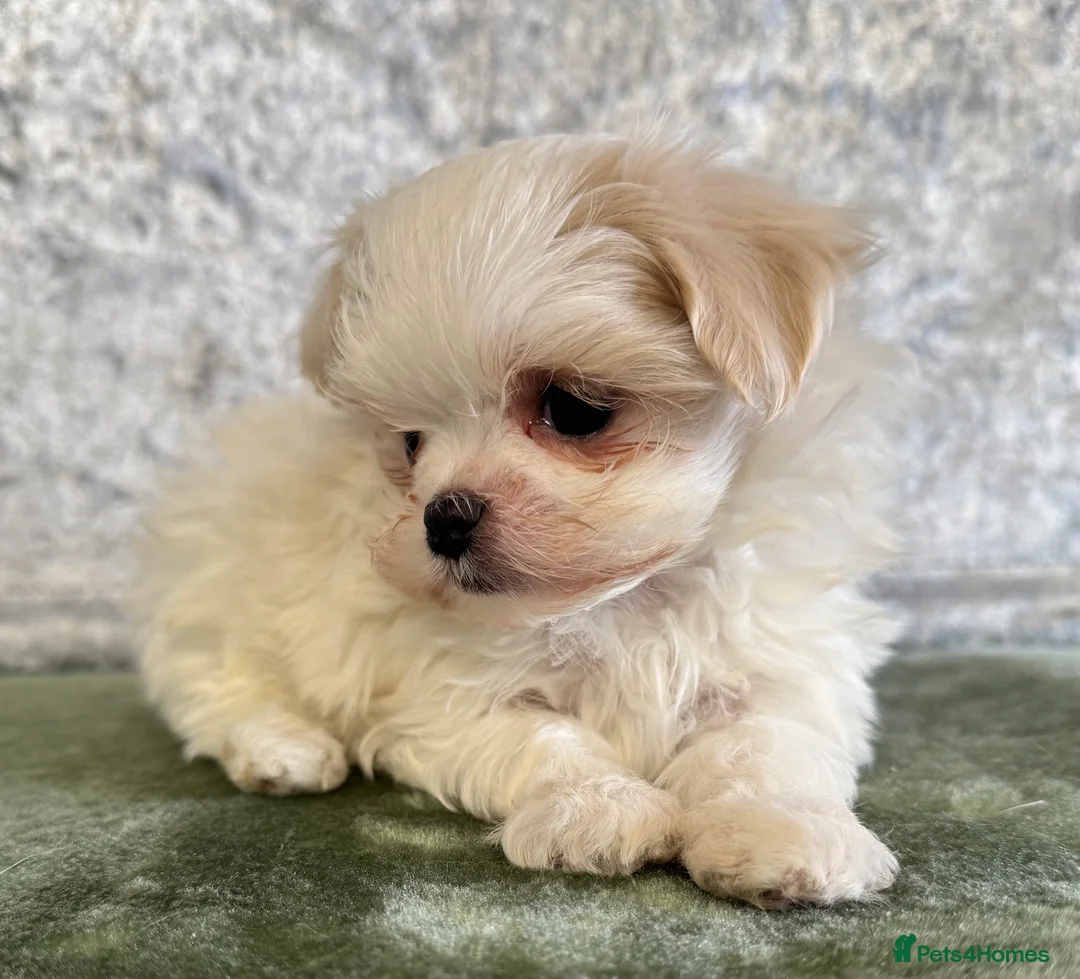Maltipoo dogs for sale: Tiny f1b maltipoos  - Advert 15