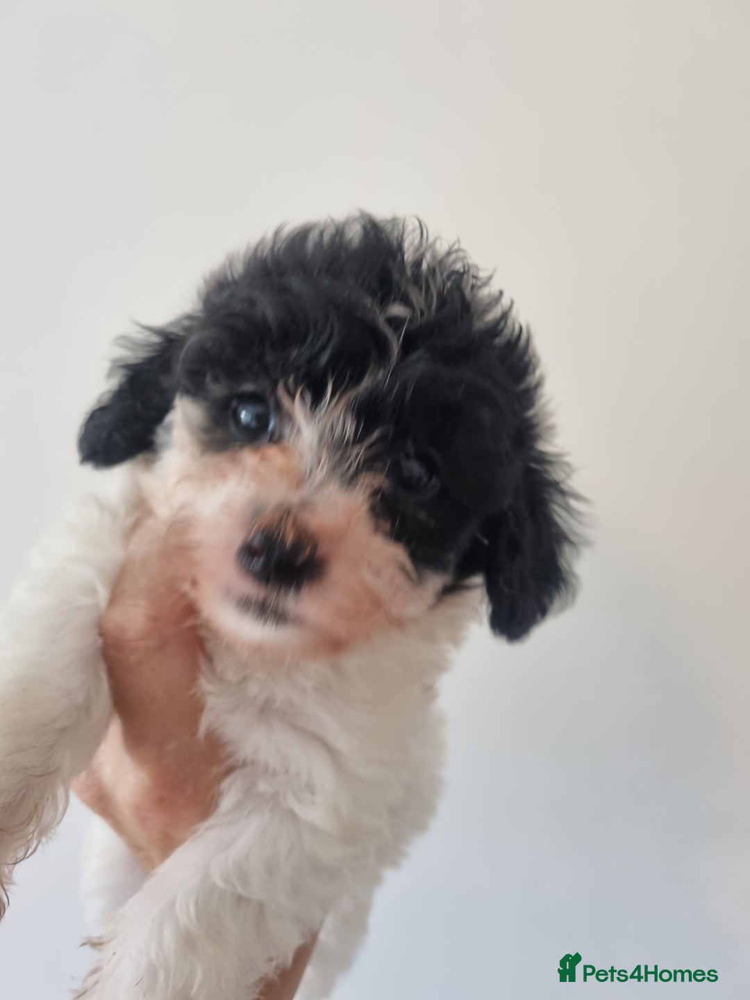 Maltipoo dogs for sale: Maltipoo's rare sable parti colours x4 - Image 11