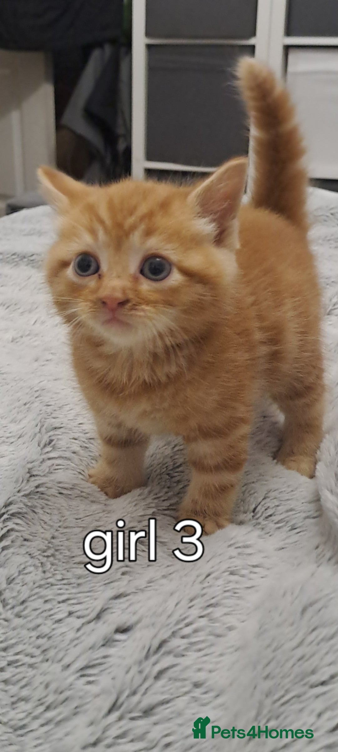 Ragdoll cats for sale: 5 female kittens for sale  - Advert 6