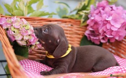 Dachshund dogs for sale: KC Miniature dachshunds puppies  - Image 7