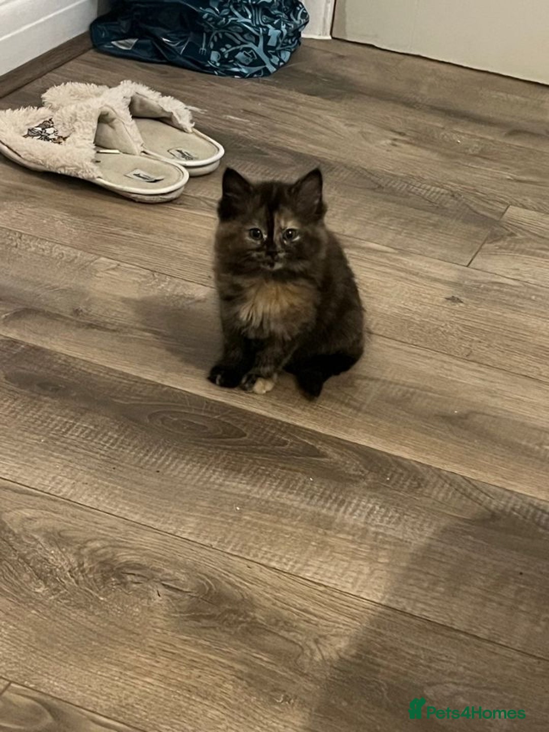 Mixed Breed cats for sale: 7 cute girl kittens  - Advert 2