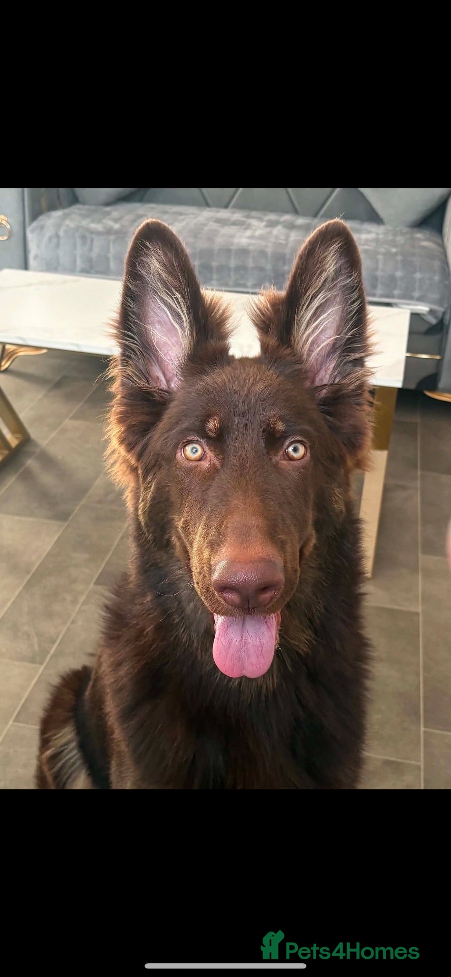 German Shepherd dogs for sale: chocolate german shepherd  - Advert 14