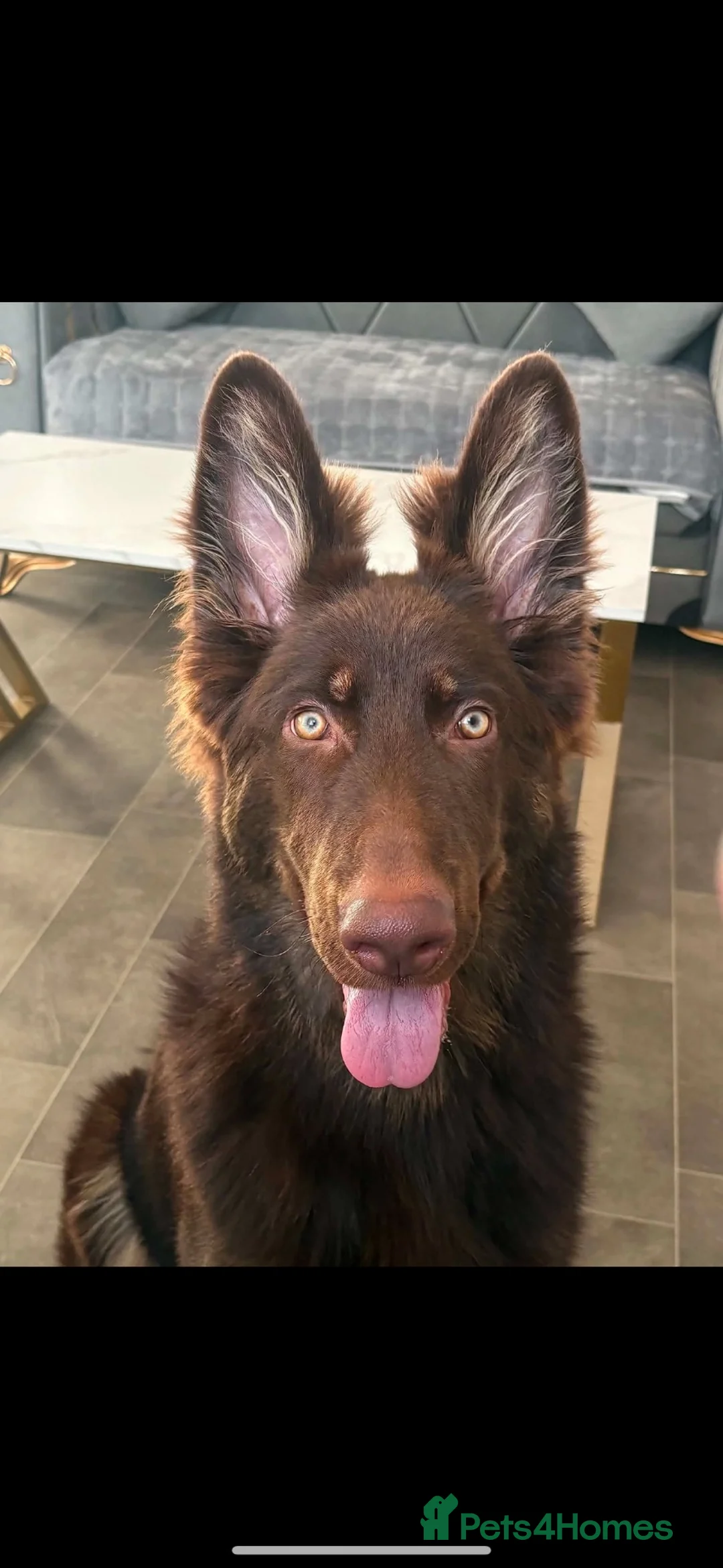 German Shepherd dogs for sale: chocolate german shepherd  - Advert 1