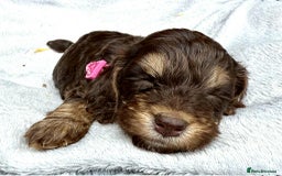Cockapoo dogs for sale: 🤎🧡F1 Extensively Health Tested Cockapoos🧡🤎 - Image 19