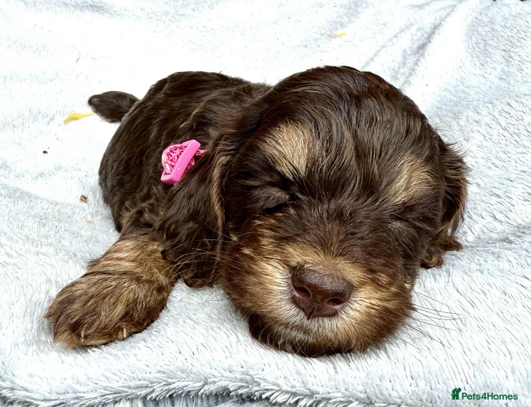 Cockapoo dogs for sale: 🤎🧡F1 Extensively Health Tested Cockapoos🧡🤎 - Image 19