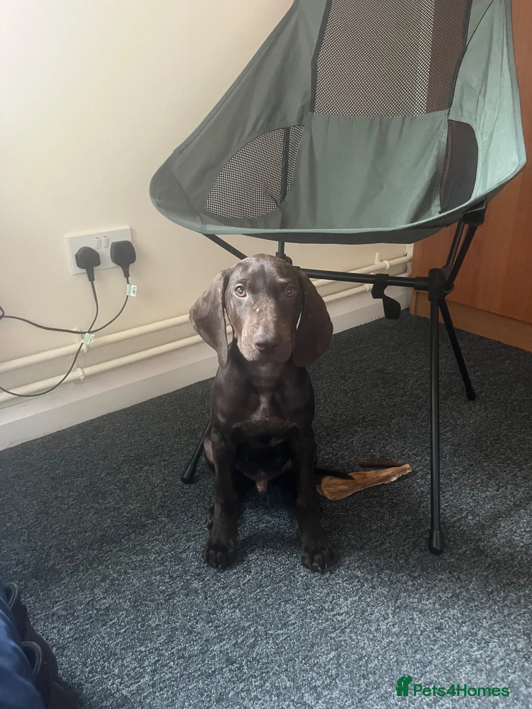 Mixed Breed dogs for sale: 3 months GSPxVIZLA sadly rehoming  in Thirsk - Advert 2