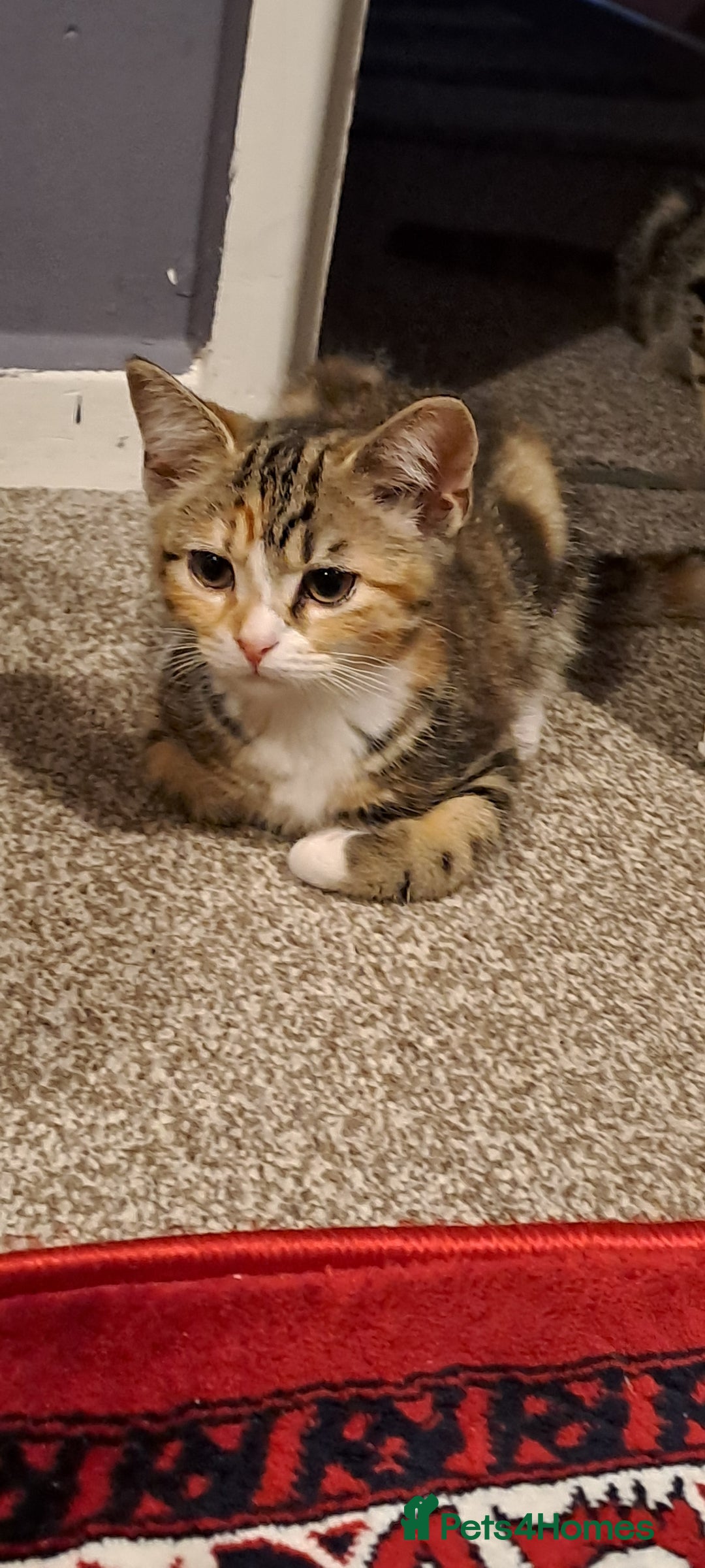 Scottish Fold cats for sale: Scottish fold kittens  - Image 4