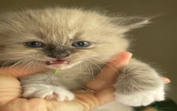 Ragdoll cats for sale: TICA registered pedigree Mink & blue point kittens - Image 20