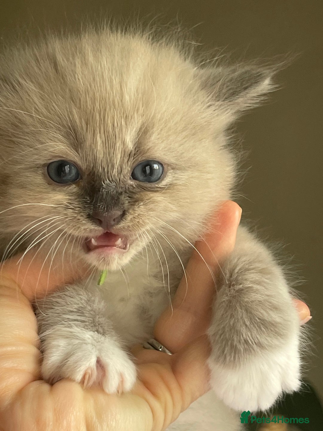 Ragdoll cats for sale: TICA registered pedigree Mink & blue point kittens - Image 20
