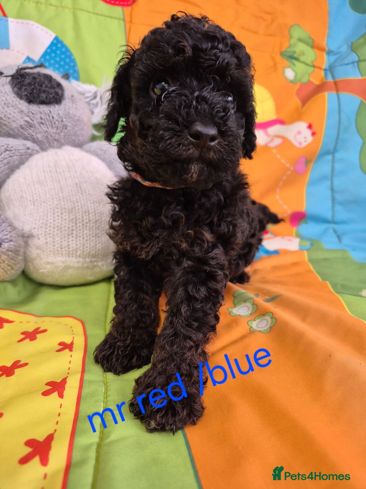 Cavapoo dogs Complete Dna HEALTH Tested parents cavapoo puppies - Advert 1