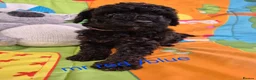 Cavapoo dogs for sale: Complete Dna HEALTH Tested parents cavapoo puppies - Advert 11
