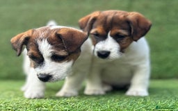 Jack Russell dogs for sale: Two Tri docked pure breed broken coated girl - Image 5