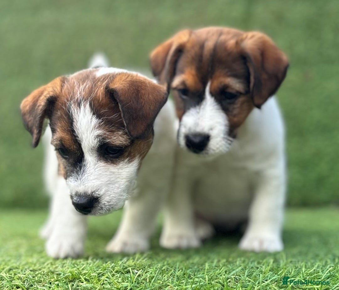Jack Russell dogs for sale: Two Tri docked pure breed broken coated girl - Image 5