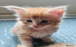 Maine Coon cats for sale: Beautiful Maine Coon babies - Image 11