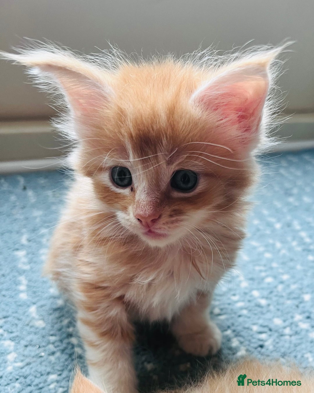 Maine Coon cats for sale: Beautiful Maine Coon babies - Image 11