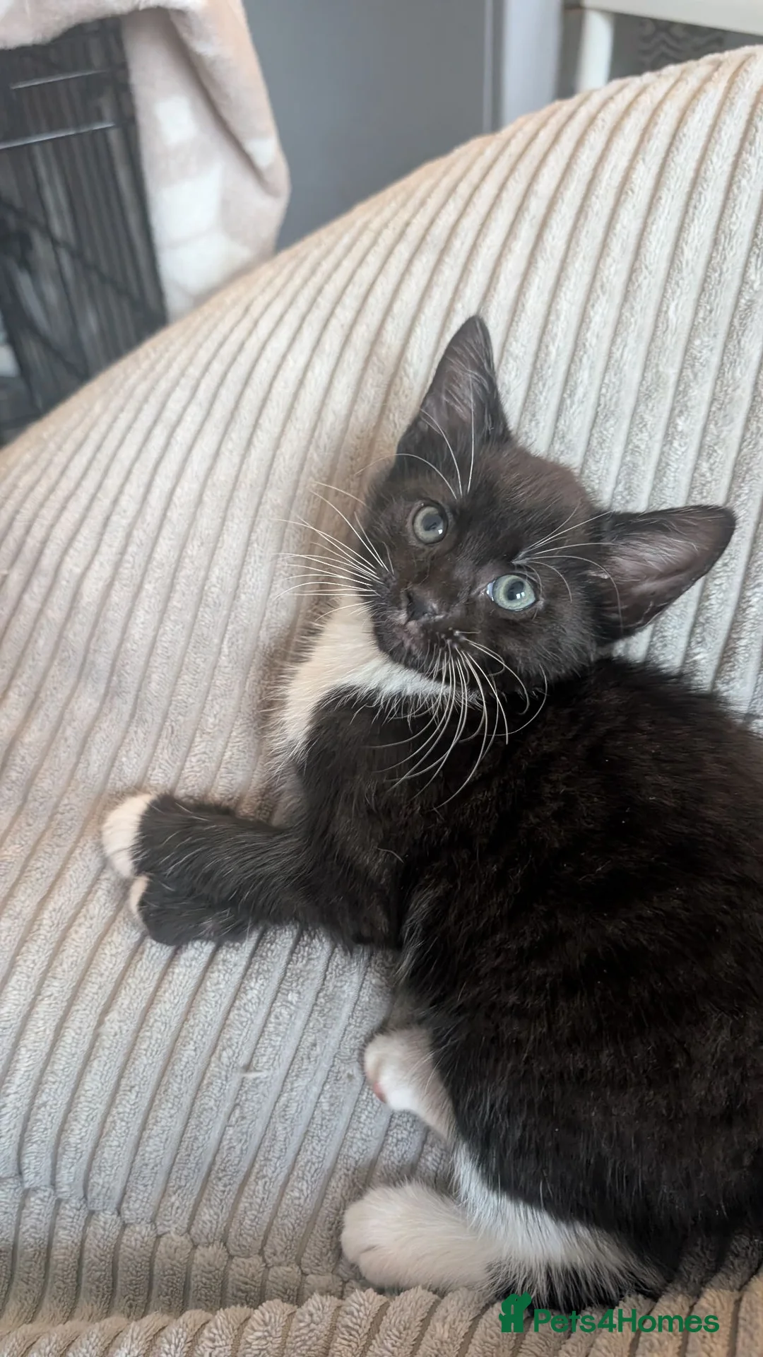 Mixed Breed cats for sale: Kittens ready now  - Advert 8