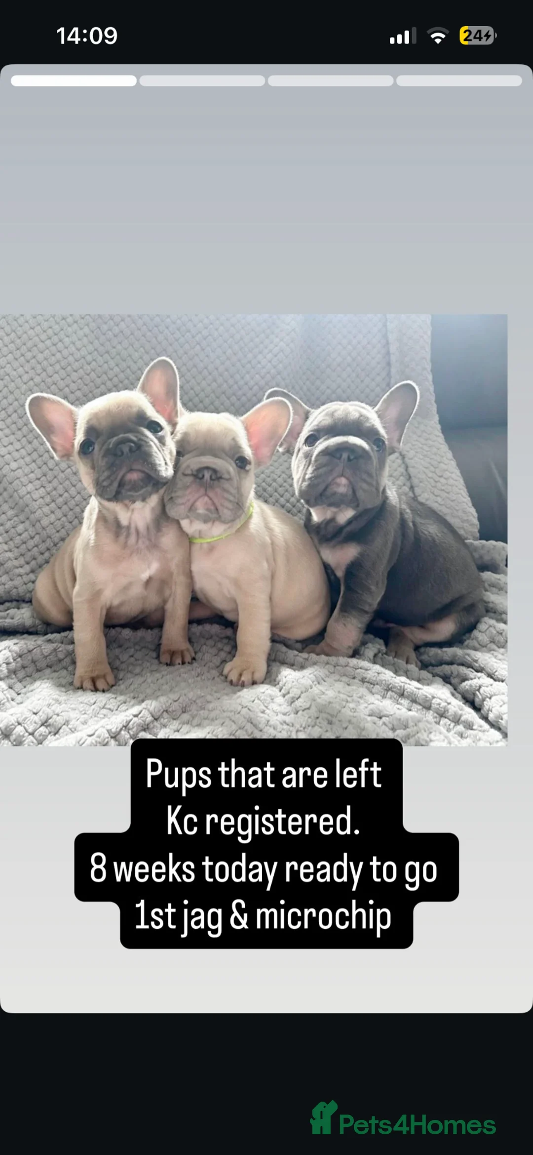 French Bulldog dogs for sale: French bulldogs  - Advert 1