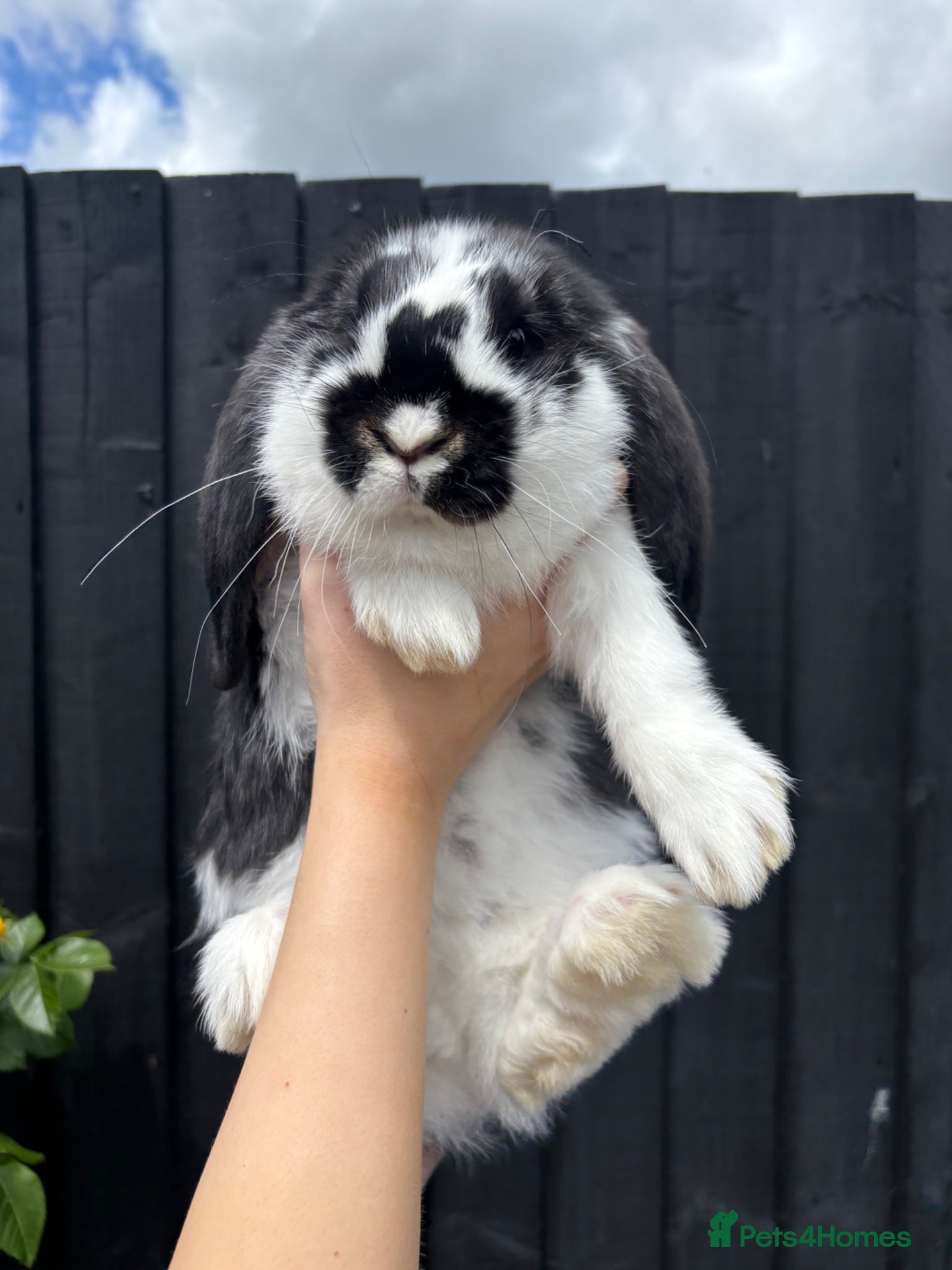 French Lop rabbits French lops ❤️  - Advert 9