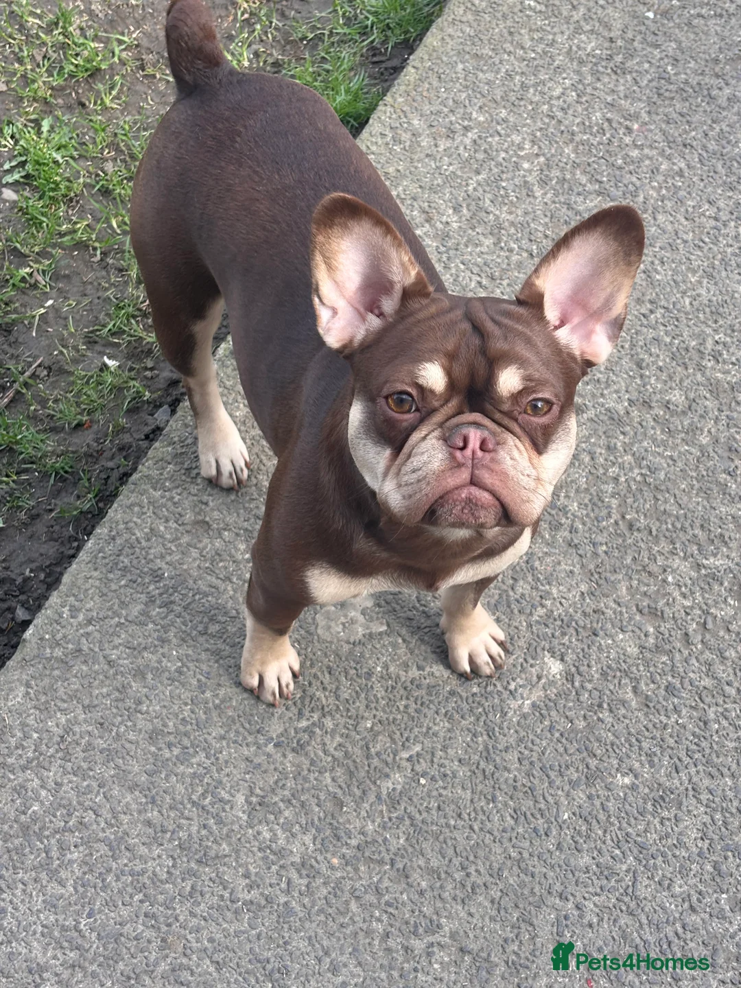 French Bulldog dogs for sale: French bulldog girls  - Advert 7