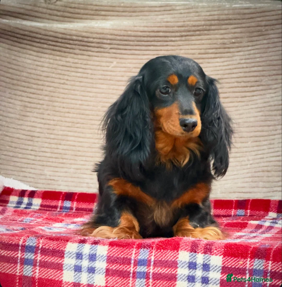 Miniature Dachshund dogs for sale: MINI LONGHAIRED KC GIRL  - Advert 3