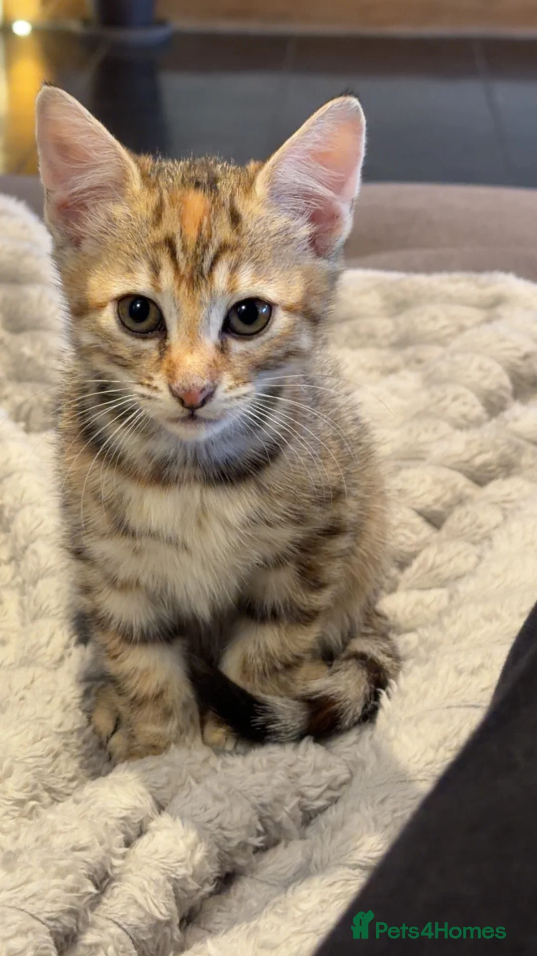 Mixed Breed cats for sale: kittens  in High Wycombe - Advert 2