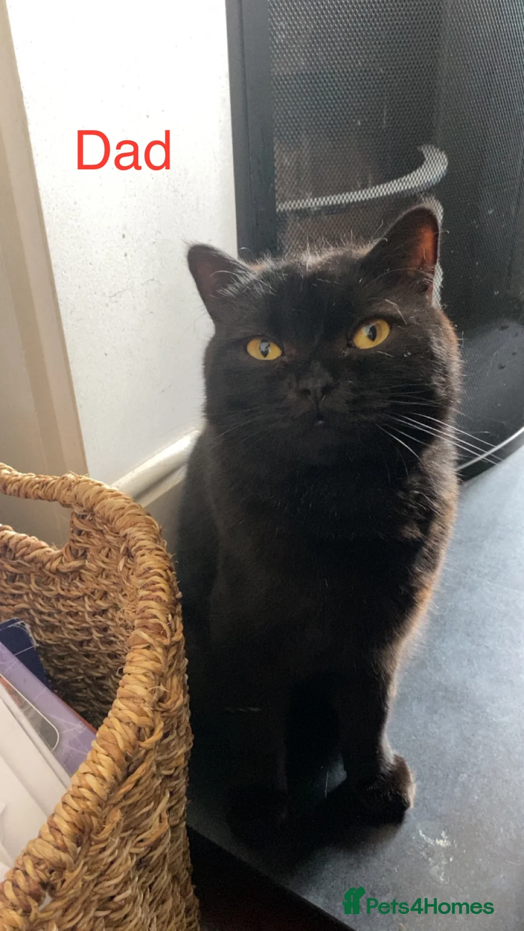 Mixed Breed cats for sale: Ragdoll x British Shorthair Kittens   - Advert 15