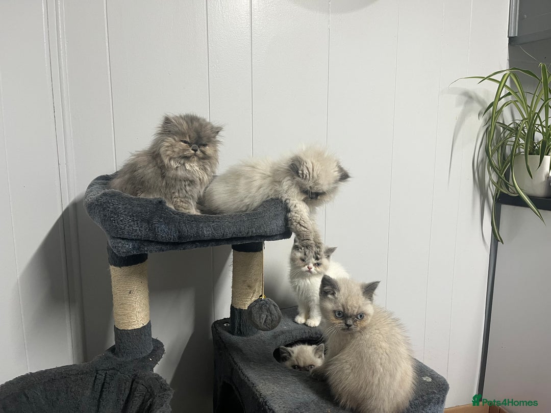 Exotic cats for sale: Stunning Exotic Kittens  - Advert 20