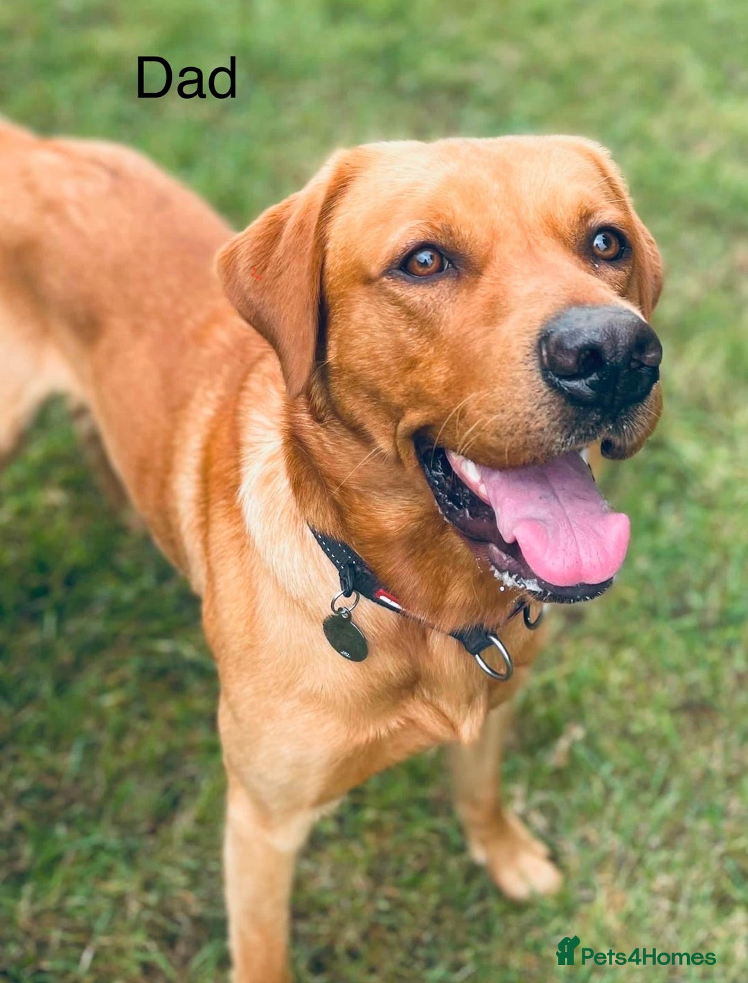 Labrador Retriever dogs for sale: Beautiful Light / fox red Labrador Retriever pups - Advert 14