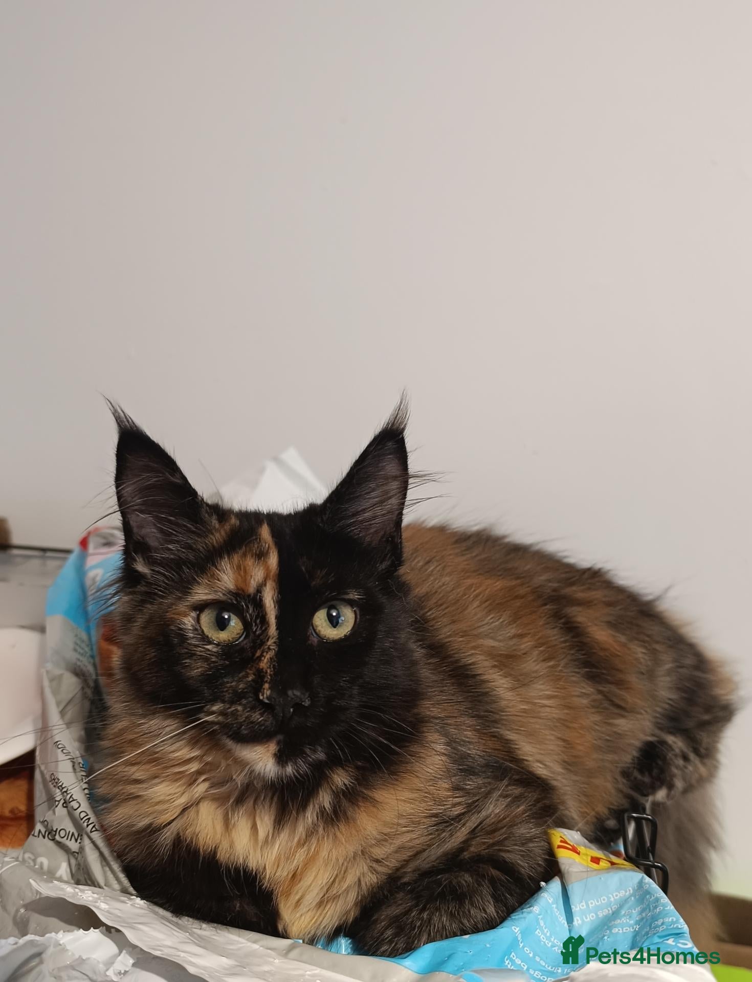 Maine Coon cats Stunning Champion-Line Maine Coons - Advert 12