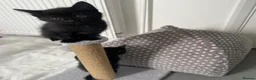 Mixed Breed cats for sale: Beautiful 1/2 Russian blue kittens..Forever homes. - Advert 6
