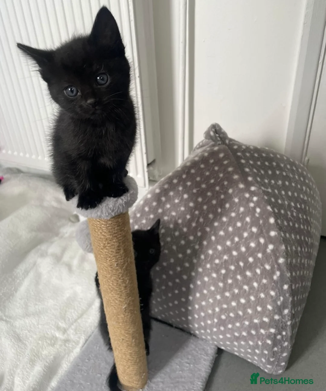 Mixed Breed cats for sale: Beautiful 1/2 Russian blue kittens..Forever homes. - Advert 6