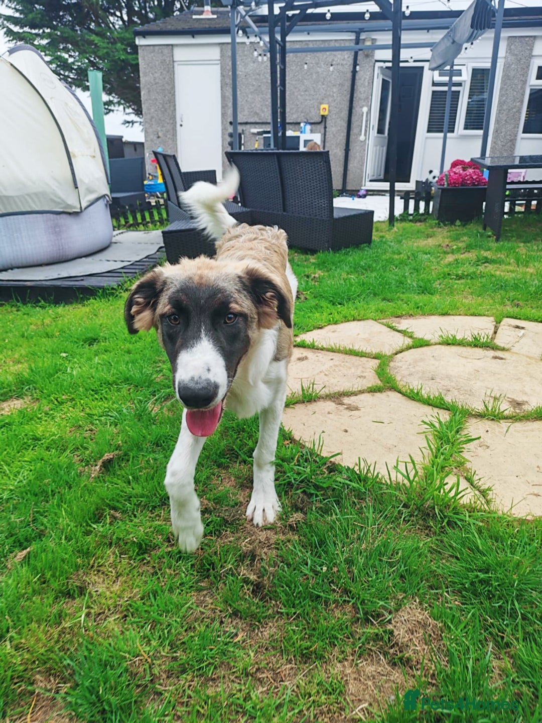 Mixed Breed dogs for sale: Mixed breed 10 month old pup - Image 4