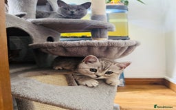 Scottish Fold cats for sale: Scottish Fold X Scottish Straight  in Wolverhampton - Image 1