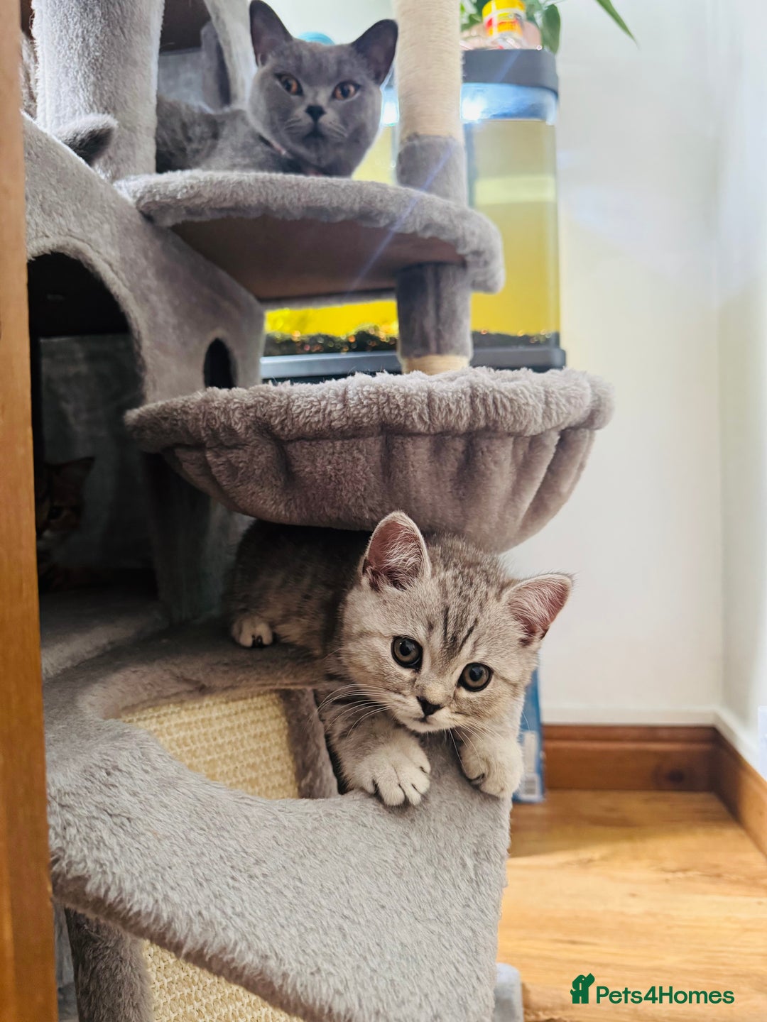 Scottish Fold cats for sale: Scottish Fold X Scottish Straight  in Wolverhampton - Image 1