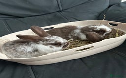 Mini Lop rabbits for sale: Mini lop rabbits  - Image 4