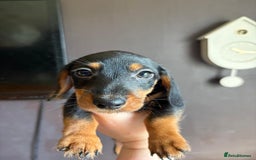 Dachshund dogs for sale: Minature dachshund puppies  - Image 23