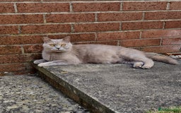 British Shorthair cats for sale: British Shorthair Kittens  - Image 15