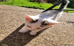 Mixed Breed cats for sale: 2 adorable girls for a new, forever home. - Image 5