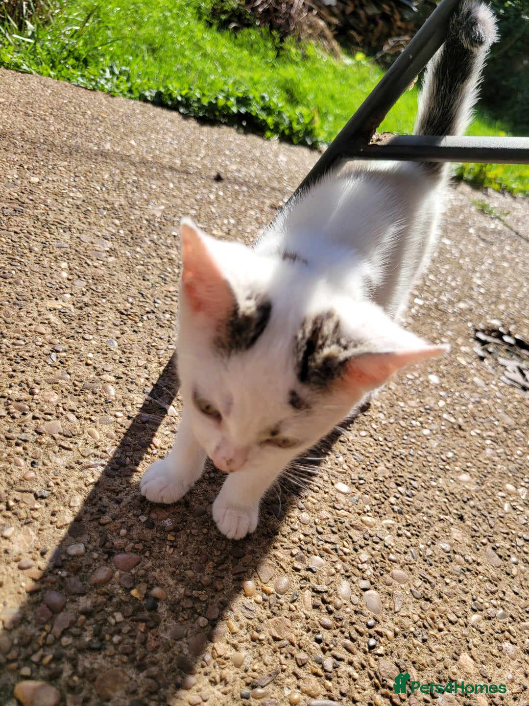 Mixed Breed cats for sale: 2 adorable girls for a new, forever home. - Image 5
