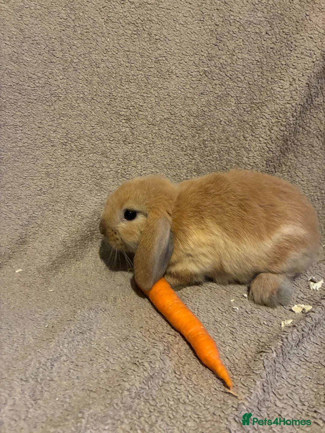 Mini Lop rabbits for sale: Pure bred mini lops  - Advert 2