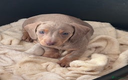 Miniature Dachshund dogs for sale: Gorgeous Miniature Daschunds  - Image 5