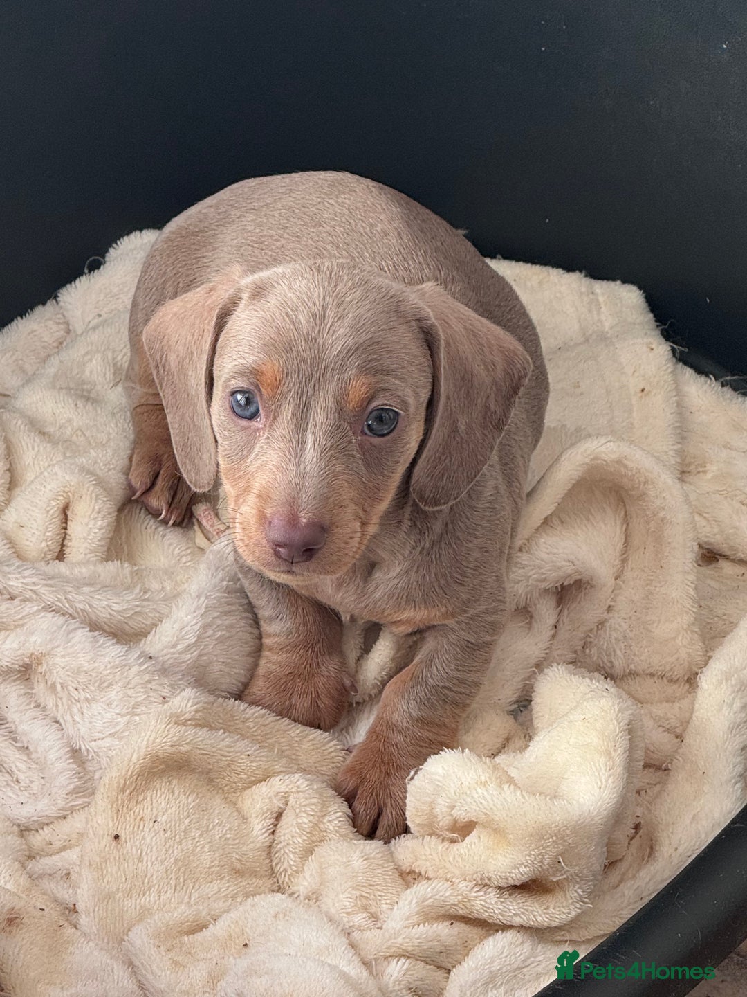 Miniature Dachshund dogs for sale: Gorgeous Miniature Daschunds  - Image 5