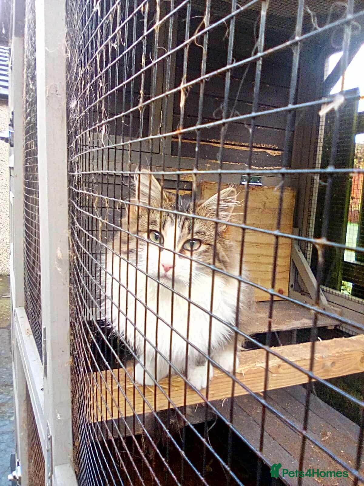 Mixed Breed cats Cheodie - Rehome - Maine Coon Mix - Advert 3