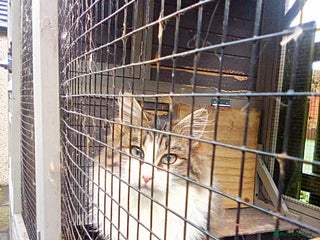 Mixed Breed cats Cheodie - Rehome - Maine Coon Mix - Advert 1