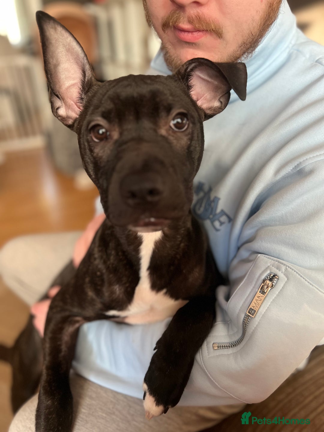 Mixed Breed dogs for sale: Staffy mix brindle male - Image 8