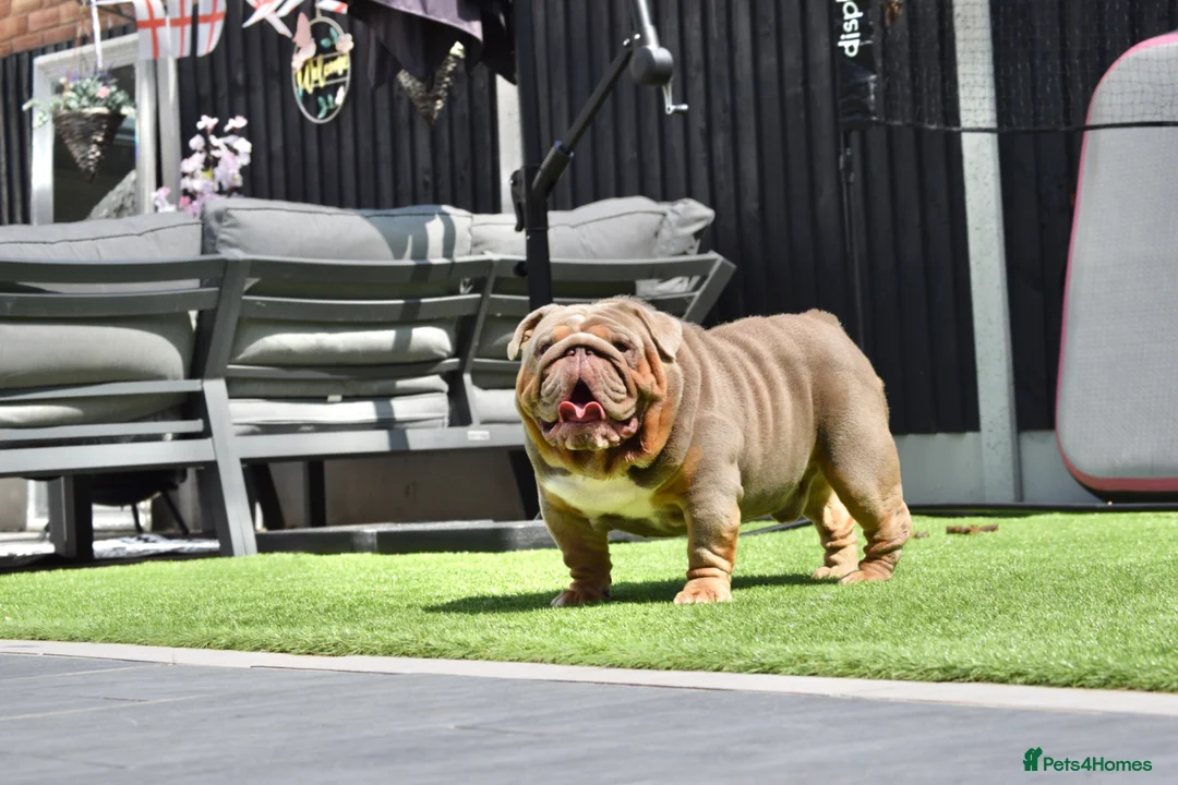 English Bulldog dogs for stud: TYSON OPEN FOR STUD - Advert 1