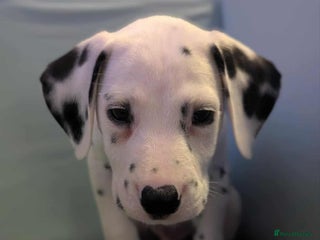 Dalmatian dogs KC Registered Dalmatian Puppies - Advert 2